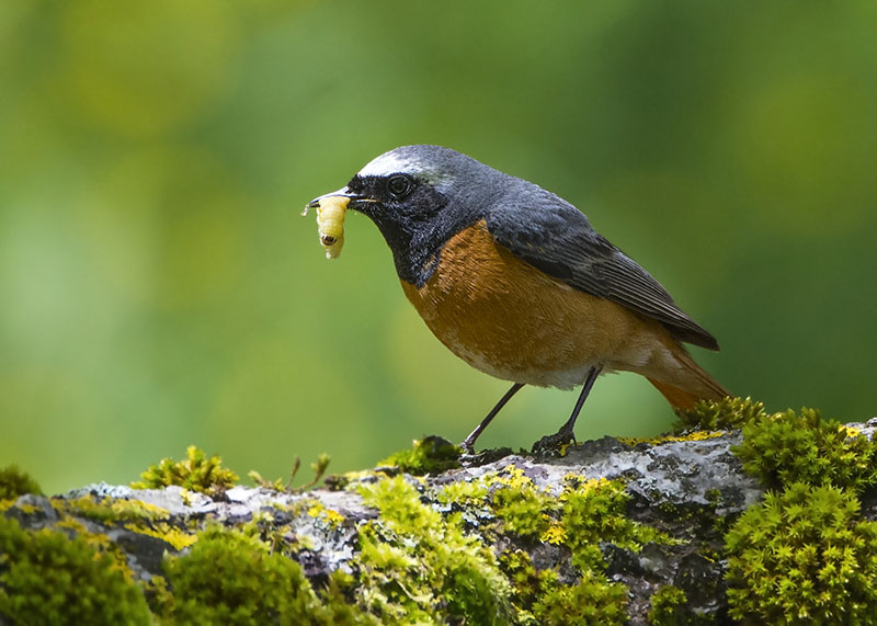 Codirosso (Phoenicurus phoenicurus) ♂ e ♀